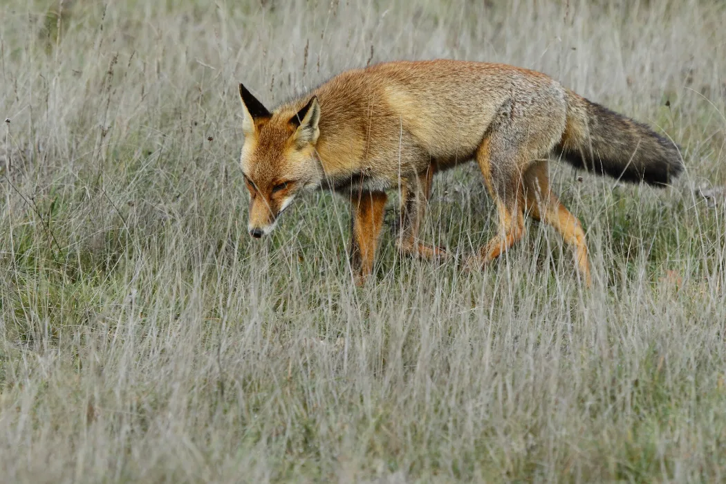 Closeup of a red fox in a field covered in the grass at daytime with a blurry scene